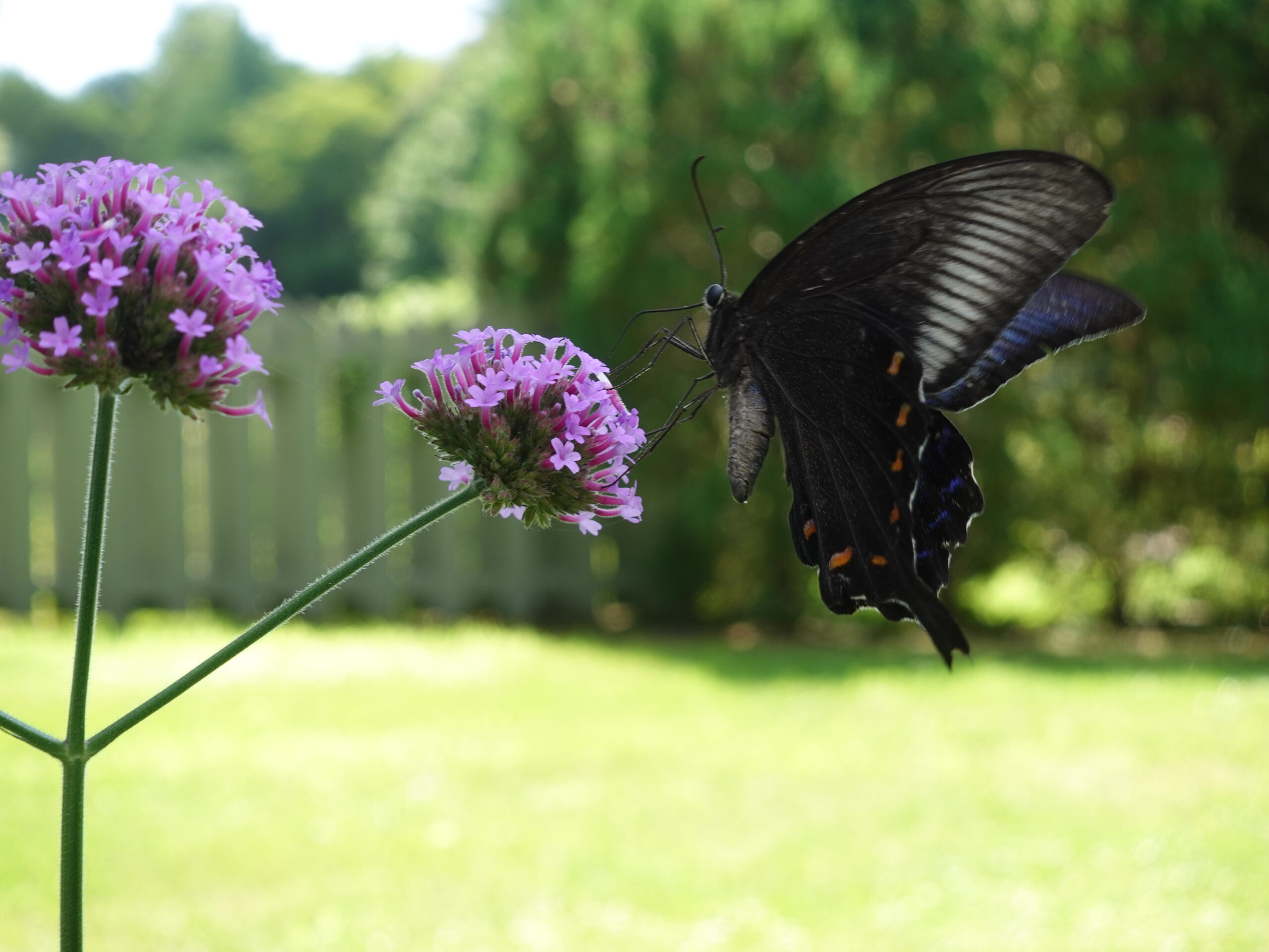 ノーザンホースパークの夏、紫色のバーベナの花に止まろうと羽を広げる大きなカラスアゲハ。